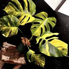 斑入りモンステラボルシギアナオーレア黄斑4号鉢植え55cm発根済み安心株のサムネイル