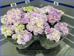 ☆ハイドランジア☆アジサイ☆風姿花伝☆5号鉢☆希少☆ - メルカリ