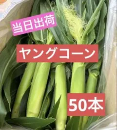 65.タイムセール！【ご注文後に収穫】おおもの　ヤングコーン　50本のサムネイル