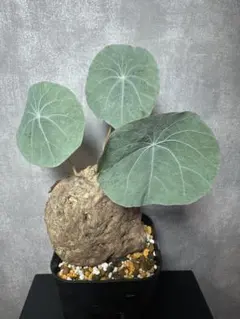 ステファニア カウィーサキー - メルカリ