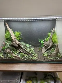 2026年最新】種類：一点物 水槽用流木の人気アイテム - メルカリ