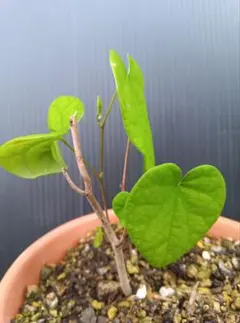 nyan526wan様 リクエスト 2点 まとめ商品