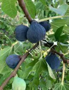 Kitty様 リクエスト 2点 まとめ商品