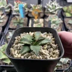 2026年最新】エボリスピナ ブラックの人気アイテム - メルカリ