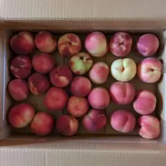 加工用　長野県川中島産　桃　約5.6kgのサムネイル
