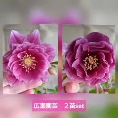 2026年最新】広瀬園芸 クリスマスローズの人気アイテム - メルカリ