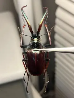 2025年最新】チリクワガタ 標本の人気アイテム - メルカリ