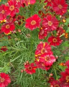 コレオプシス　白　10株　まとめ購入希望の方どうぞ♪ コレオプシス 白 10株 まとめ購入希望の方どうぞ♪