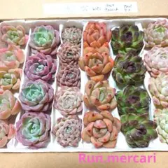 ⑭多肉植物エケベリア【カット苗】☆詰め合わせセット☆数量限定
