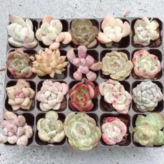④ サービス品！ 韓国苗　カット苗　 ミニ寄せ植え用　多肉植物