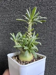 塊根植物 ドルステニア ギガス　ブラータ 塊根肥大 本場 実生株【落ち葉です】 2026年最新】ギガス ブラータの人気アイテム - メルカリ