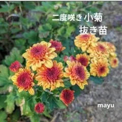 小菊