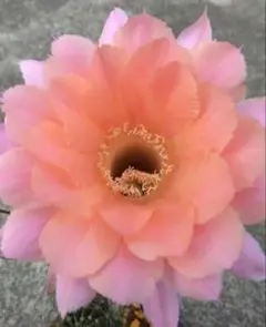 サバンナRX-3様 リクエスト 3点 まとめ商品