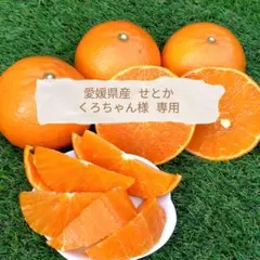 くろちゃん様 専用【愛媛県産】せとか 家庭用 １０kg