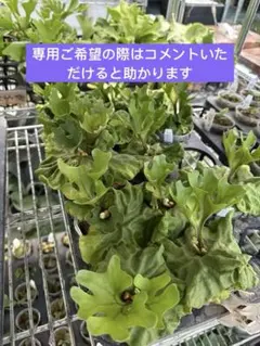 Bacteria 1708 リドレイドワーフまとめ買い Bacteria 1708 リドレイドワーフまとめ買い Bacteria 1708