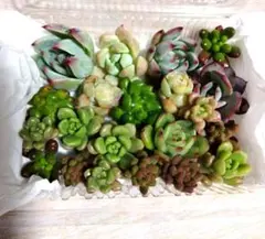 多肉植物 カット苗セット おらいさん苗入り - メルカリ