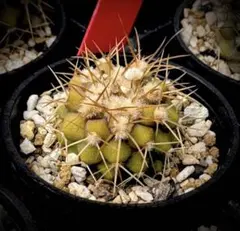美株 コピアポア ハセルトニアナ 逆鱗丸 実生 サボテン Copiapoaのサムネイル