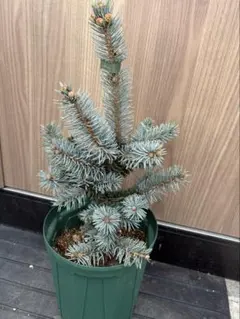 2025年最新】プンゲンストウヒの人気アイテム - メルカリ