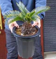 2026年最新】きんかんそてつの人気アイテム - メルカリ