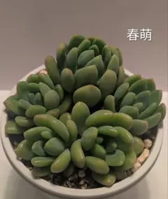 春萌 多肉植物 5カット苗