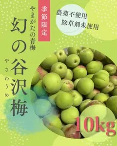 群馬県榛名産 白加賀梅 】 10kg【L〜4L 】農薬不使用 化学肥料不使用 【群馬県榛名産 白加賀梅 】 10kg【L〜4L 】農薬不使用 化学肥料不使用