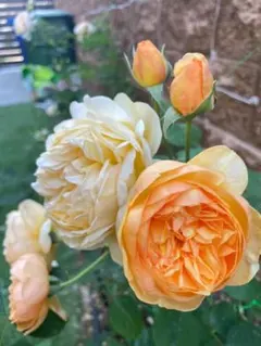ミニバラ苗 ジューシー オレンジ 大輪 四季咲き 挿し木苗 花苗 - メルカリ