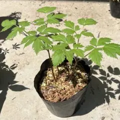 めるわこさま専用　レンゲショウマと、黄花ヤマオダマキ庭の株×2本