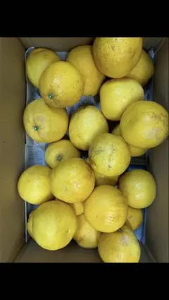 熊本県産 河内晩柑 直送 大玉3L以上 総重量込み10Kg リピート割引き