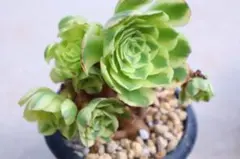 2026年最新】観葉植物 アエオニウムの人気アイテム - メルカリ