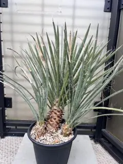 ⭐︎幹太⭐︎ユッカ　フィリフェラ 2026年最新】ユッカ フィリフェラの人気アイテム - メルカリ