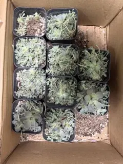 AMショップ様専用