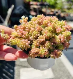 ピレア グロボーサ 苗木 鉢植え 同梱可能 - メルカリ
