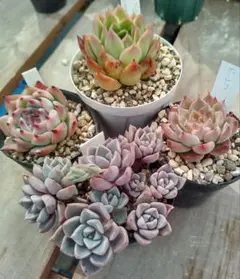 多肉植物 カット苗 詰め合わせ 寄せ植えセット エケベリア ｜S080