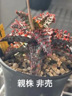 2026年最新】アロエハイブリッドの人気アイテム - メルカリ