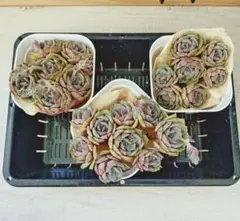 は*な様 42.多肉植物エケベリア　紫姫　群生3株セット　韓国苗