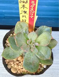 2025年最新】ミックスベリア 多肉の人気アイテム - メルカリ