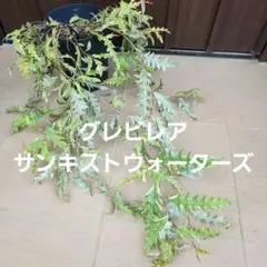 ★特大★トキワシノブ　約50×45cm ☆特大☆トキワシノブ 約50×45cm - メルカリ