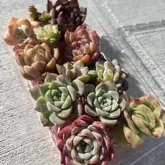 多肉 韓国苗 セット 多肉弁当 ♡おまかせ♡