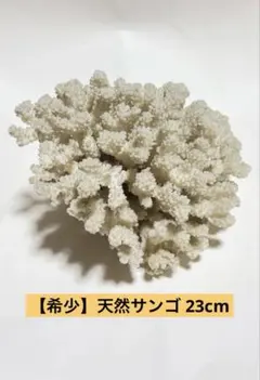 天然白珊瑚 ホワイトコーラル 原木 - メルカリ