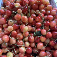 寒河江市産　ハート形のさくらんぼ　紅キラリ　加工用　5kg もぎ残し全部　最終のサムネイル
