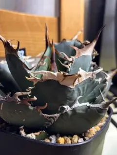 【匿名配送】イラン株　選抜　REZA産　アガベ　タランチュラ　長棘　期間限定価格 イラン株【REZA産】発根済み アガベ チタノタ タランチュラ 長棘