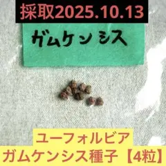 2025年最新】ユーフォルビアガムケンシスの人気アイテム - メルカリ