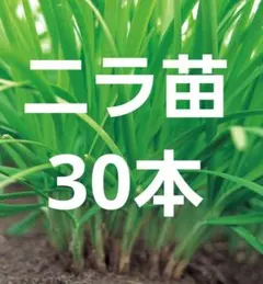 ニラ 苗 香味野菜 ガーデニング