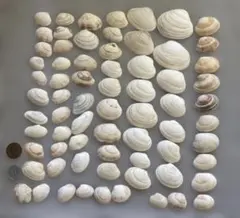 天然貝殻　素材　貝殻セット　70個　工作素材
