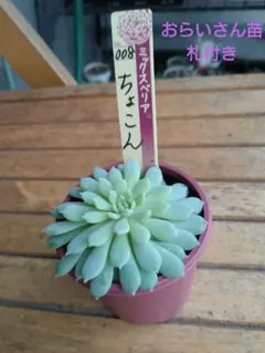 ミックスベリア　札のみ　ちょこん　５枚　匿名配送 札のみ ミックスベリア 匿名配送 ちょこん - メルカリ