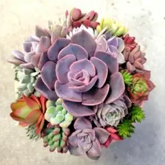 ⭐️200円値下げ⭐️多肉植物　寄せ植えセット カット苗