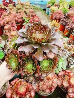 多肉植物 アエオニウム粉銅壺 法師錦抜き苗24頭 - メルカリ