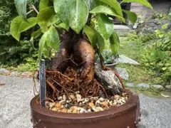 盆栽】ガジュマル 大樹 気根 石抱き ⑤ - メルカリ