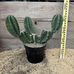 2026年最新】柱サボテンの人気アイテム - メルカリ