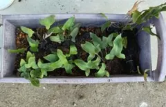 ③イワオモダカ　山野草　シダ植物　おまとめ